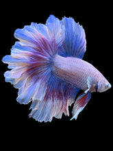 Load image into Gallery viewer, Male Rosetail - Butterfly #154 - Live Betta Fish
