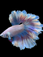 Load image into Gallery viewer, Male Rosetail - Butterfly #154 - Live Betta Fish
