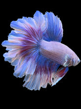 Load image into Gallery viewer, Male Rosetail - Butterfly #154 - Live Betta Fish
