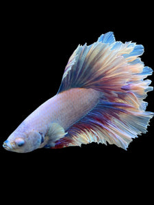 Male Rosetail - Butterfly #154 - Live Betta Fish