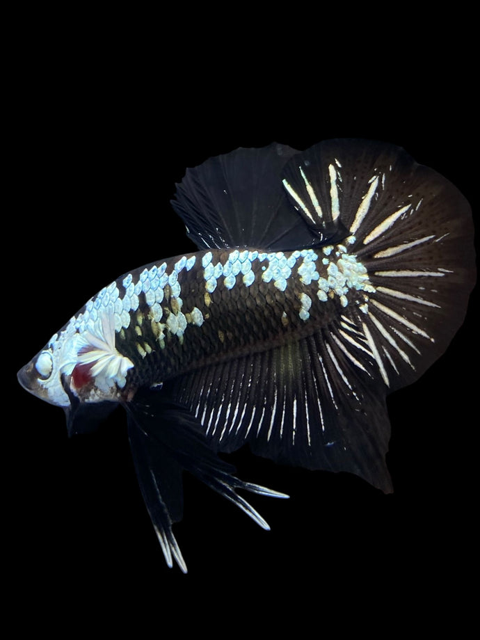 Male Halfmoon Plakat - Black Samurai #1550 - Live Betta Fish