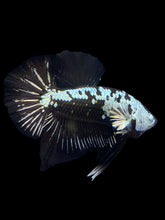 Load image into Gallery viewer, Male Halfmoon Plakat - Black Samurai #1550 - Live Betta Fish
