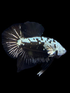 Male Halfmoon Plakat - Black Samurai #1550 - Live Betta Fish