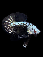 Load image into Gallery viewer, Male Halfmoon Plakat - Black Samurai #1550 - Live Betta Fish
