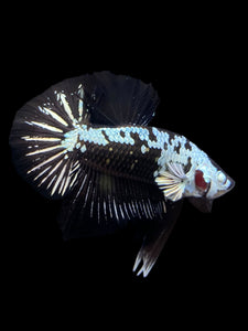 Male Halfmoon Plakat - Black Samurai #1550 - Live Betta Fish