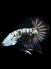 Load image into Gallery viewer, Male Halfmoon Plakat - Black Samurai #1550 - Live Betta Fish
