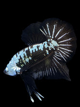 Load image into Gallery viewer, Male Halfmoon Plakat - Black Samurai #1550 - Live Betta Fish
