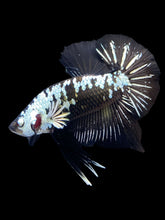 Load image into Gallery viewer, Male Halfmoon Plakat - Black Samurai #1550 - Live Betta Fish
