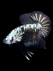 Male Halfmoon Plakat - Black Samurai #1550 - Live Betta Fish