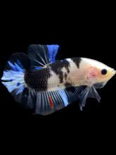 Load image into Gallery viewer, Male Halfmoon Plakat - Dalmatian #1553 - Live Betta Fish
