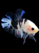 Load image into Gallery viewer, Male Halfmoon Plakat - Dalmatian #1553 - Live Betta Fish
