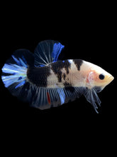 Load image into Gallery viewer, Male Halfmoon Plakat - Dalmatian #1553 - Live Betta Fish
