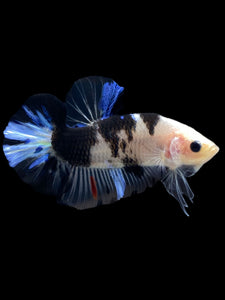 Male Halfmoon Plakat - Dalmatian #1553 - Live Betta Fish
