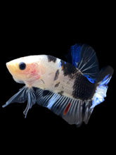 Load image into Gallery viewer, Male Halfmoon Plakat - Dalmatian #1553 - Live Betta Fish
