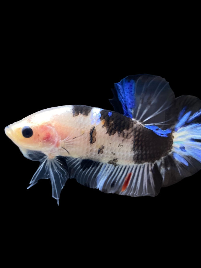 Male Halfmoon Plakat - Dalmatian #1553 - Live Betta Fish