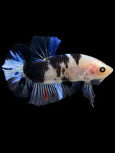 Load image into Gallery viewer, Male Halfmoon Plakat - Dalmatian #1553 - Live Betta Fish
