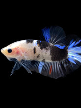 Load image into Gallery viewer, Male Halfmoon Plakat - Dalmatian #1553 - Live Betta Fish

