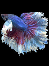 Load image into Gallery viewer, Male Rosetail - Candy Dumbo #1556 - Live Betta Fish
