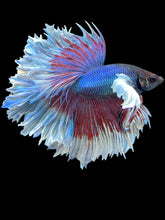 Load image into Gallery viewer, Male Rosetail - Candy Dumbo #1556 - Live Betta Fish
