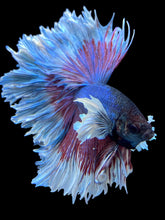 Load image into Gallery viewer, Male Rosetail - Candy Dumbo #1556 - Live Betta Fish
