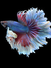 Load image into Gallery viewer, Male Rosetail - Candy Dumbo #1556 - Live Betta Fish
