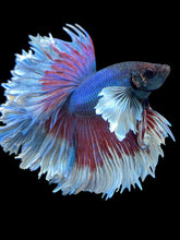 Load image into Gallery viewer, Male Rosetail - Candy Dumbo #1556 - Live Betta Fish
