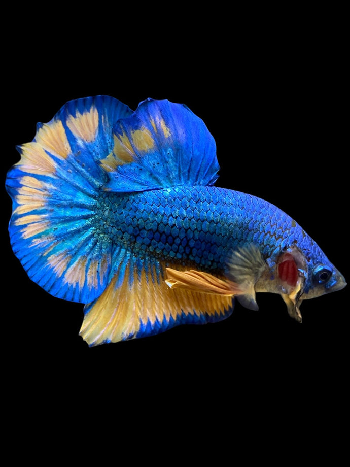Male Halfmoon Plakat - Blue Mustard #1557 - Live Betta Fish