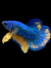 Load image into Gallery viewer, Male Halfmoon Plakat - Blue Mustard #1557 - Live Betta Fish
