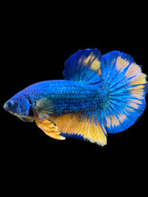 Load image into Gallery viewer, Male Halfmoon Plakat - Blue Mustard #1557 - Live Betta Fish
