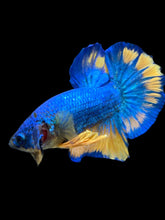 Load image into Gallery viewer, Male Halfmoon Plakat - Blue Mustard #1557 - Live Betta Fish
