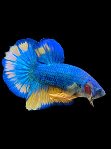 Male Halfmoon Plakat - Blue Mustard #1557 - Live Betta Fish