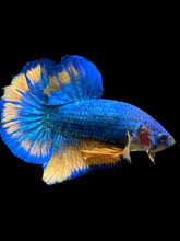 Load image into Gallery viewer, Male Halfmoon Plakat - Blue Mustard #1557 - Live Betta Fish
