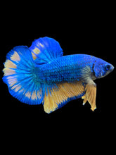 Load image into Gallery viewer, Male Halfmoon Plakat - Blue Mustard #1557 - Live Betta Fish
