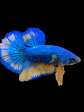Load image into Gallery viewer, Male Halfmoon Plakat - Blue Mustard #1557 - Live Betta Fish
