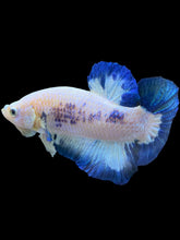 Load image into Gallery viewer, GIANT Male Halfmoon Plakat - Blue Rim #1559 - Live Betta Fish

