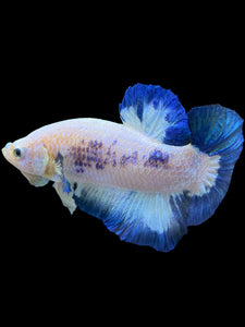 GIANT Male Halfmoon Plakat - Blue Rim #1559 - Live Betta Fish
