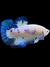 Load image into Gallery viewer, GIANT Male Halfmoon Plakat - Blue Rim #1559 - Live Betta Fish
