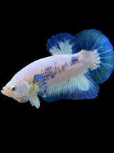 Load image into Gallery viewer, GIANT Male Halfmoon Plakat - Blue Rim #1559 - Live Betta Fish
