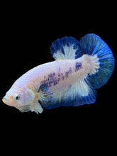 Load image into Gallery viewer, GIANT Male Halfmoon Plakat - Blue Rim #1559 - Live Betta Fish
