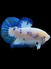 Load image into Gallery viewer, GIANT Male Halfmoon Plakat - Blue Rim #1559 - Live Betta Fish
