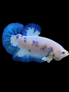 GIANT Male Halfmoon Plakat - Blue Rim #1559 - Live Betta Fish
