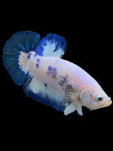 Load image into Gallery viewer, GIANT Male Halfmoon Plakat - Blue Rim #1559 - Live Betta Fish
