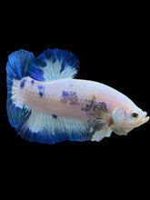 Load image into Gallery viewer, GIANT Male Halfmoon Plakat - Blue Rim #1559 - Live Betta Fish
