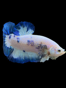 GIANT Male Halfmoon Plakat - Blue Rim #1559 - Live Betta Fish