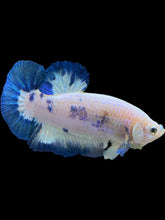 Load image into Gallery viewer, GIANT Male Halfmoon Plakat - Blue Rim #1559 - Live Betta Fish
