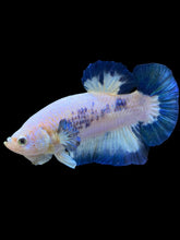 Load image into Gallery viewer, GIANT Male Halfmoon Plakat - Blue Rim #1559 - Live Betta Fish
