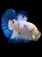 Load image into Gallery viewer, GIANT Male Halfmoon Plakat - Blue Rim #1559 - Live Betta Fish
