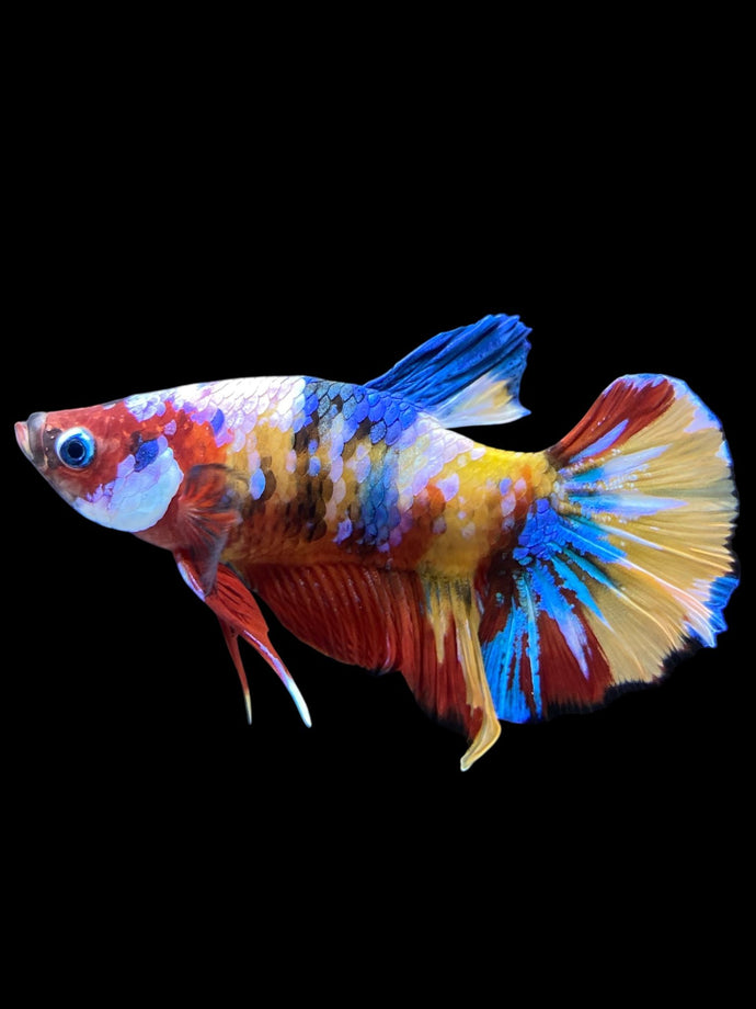 Male Halfmoon Plakat - Multicolor #1562 - Live Betta Fish