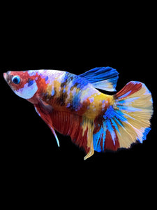 Male Halfmoon Plakat - Multicolor #1562 - Live Betta Fish