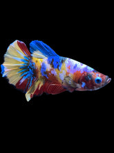Load image into Gallery viewer, Male Halfmoon Plakat - Multicolor #1562 - Live Betta Fish
